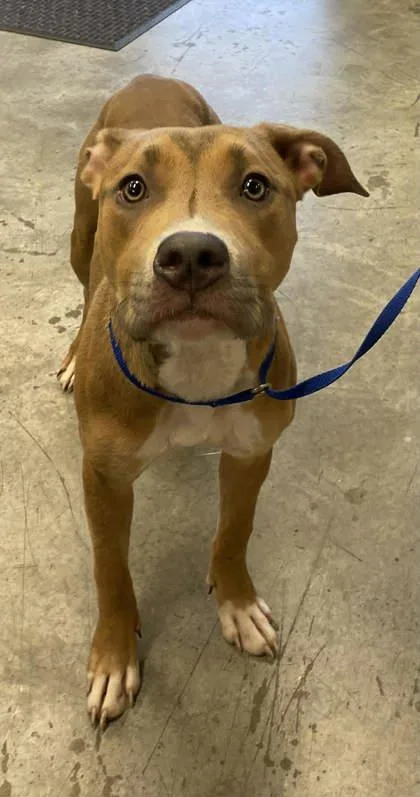 A young medium-sized female Pit Bull Terrier dog named Maisie for adoption in Bowling Green, KY