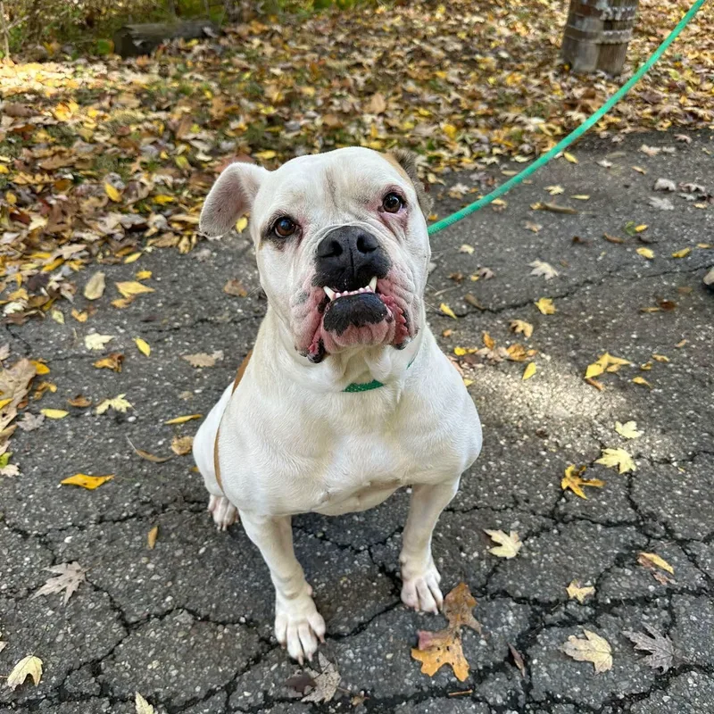 A young large-sized female American Bulldog dog named Jane for adoption in Warren, OH