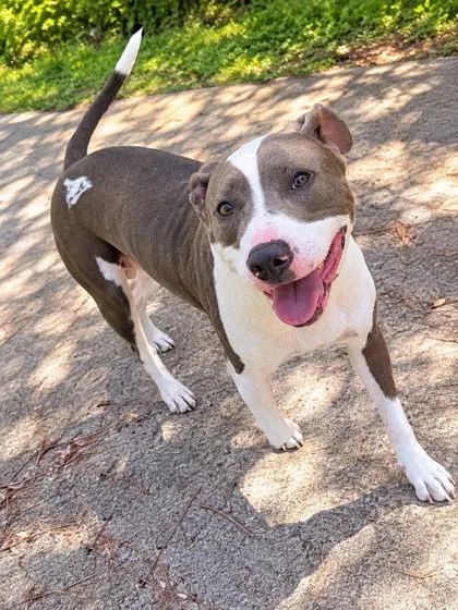 An adult large-sized female Mixed Breed dog named Marbella for adoption in Palm Coast, FL