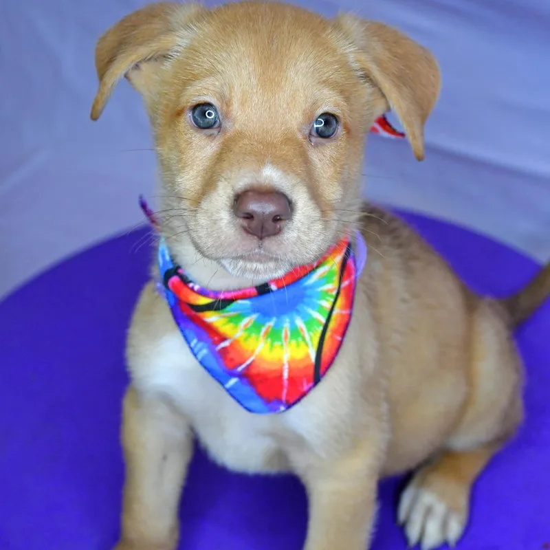 A baby small-sized male Yellow / Tan / Blond / Fawn Husky dog named Nutmeg for adoption in Beaumont, TX