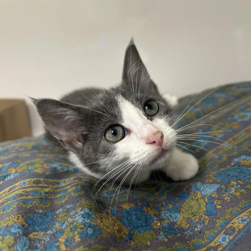 A baby small-sized male Gray / Blue / Silver Domestic Short Hair cat named Jelly Belly for adoption in Charleston, WV