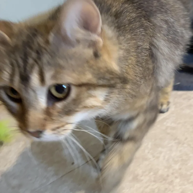 Ethel