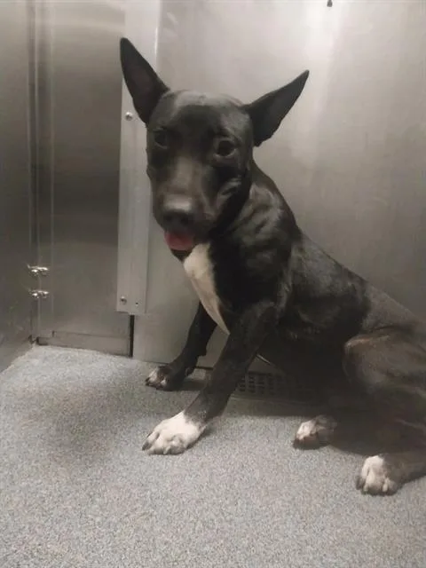 A young medium-sized male Mixed Breed dog named Pelt for adoption in Dallas, TX