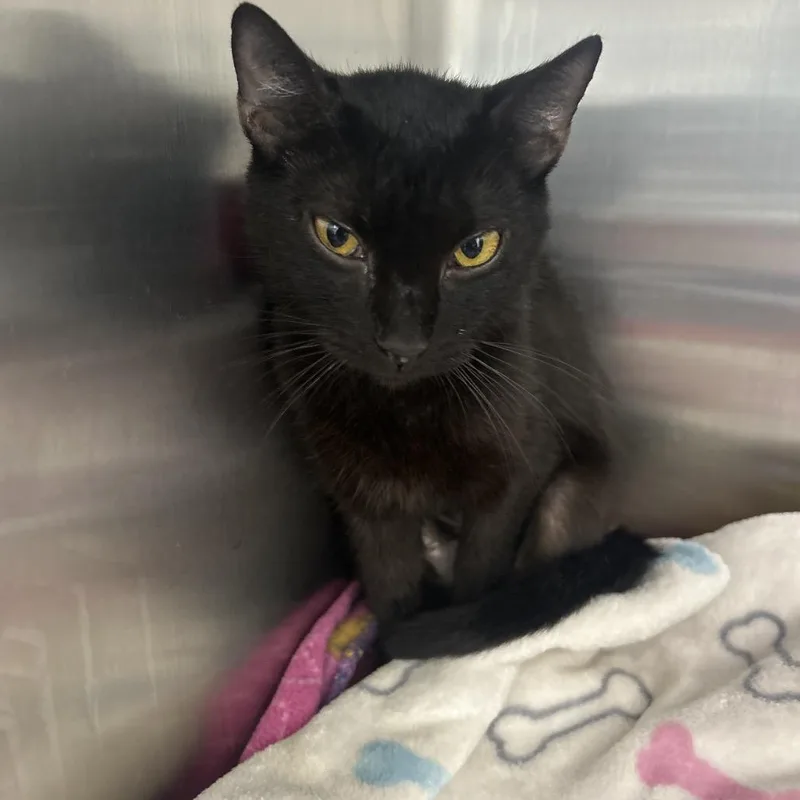 A young medium-sized female Black Domestic Short Hair cat named Duchess for adoption in Lakeland, FL
