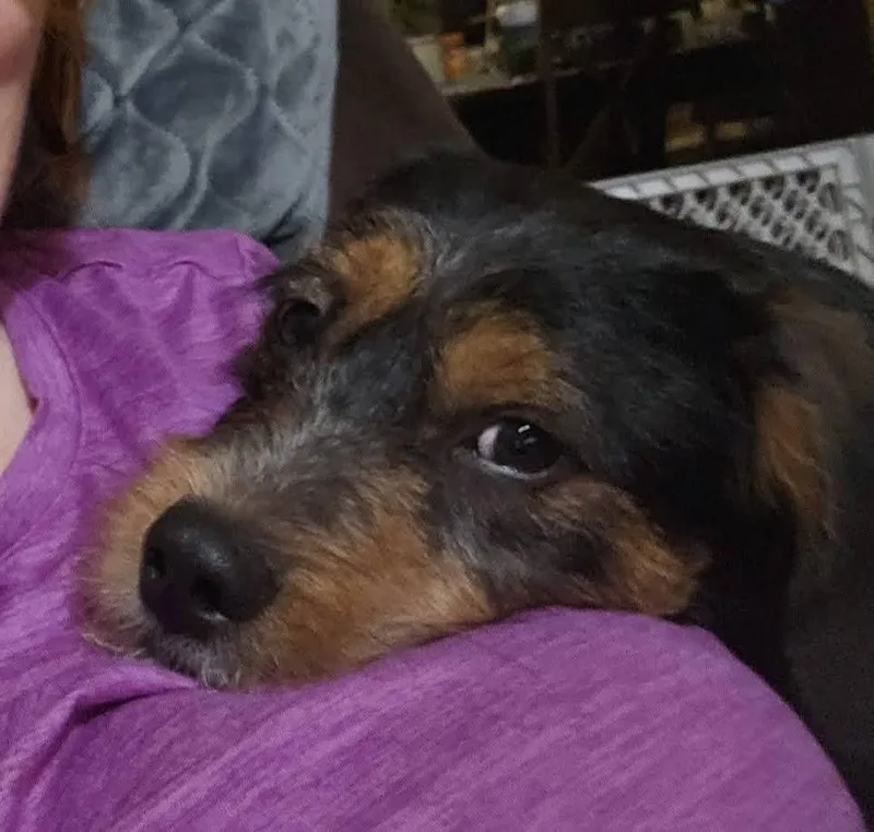 A baby medium-sized male Wirehaired Terrier dog named Charlie for adoption in Springfield, MO