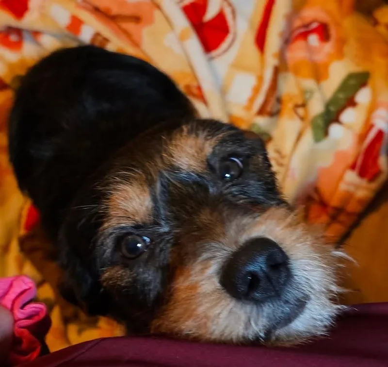 Charlie thumbnail 6