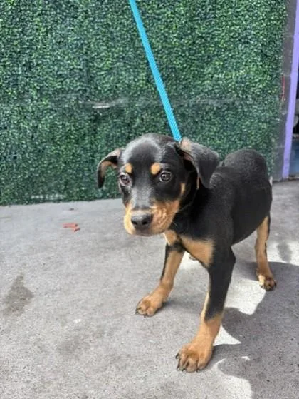 A baby small-sized female Black Rottweiler dog named 61024774 for adoption in El Paso, TX