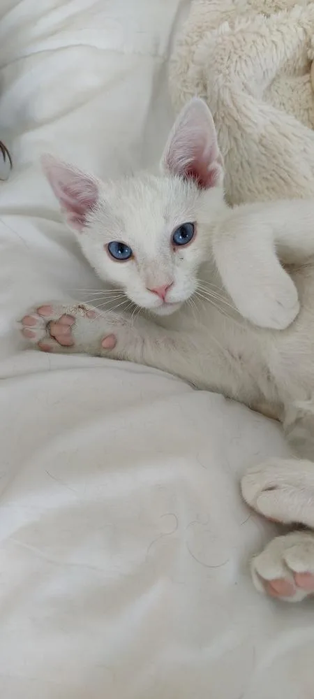 A baby medium-sized male White Domestic Short Hair cat named Kevin for adoption in Lafayette, CO