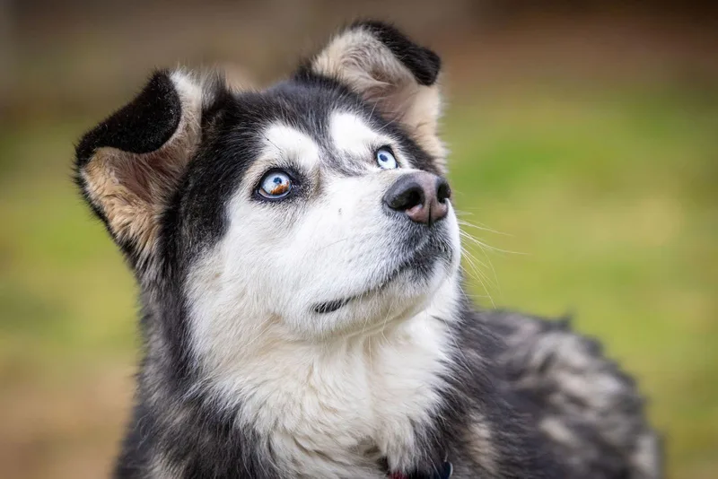 Kit Bellew thumbnail 2