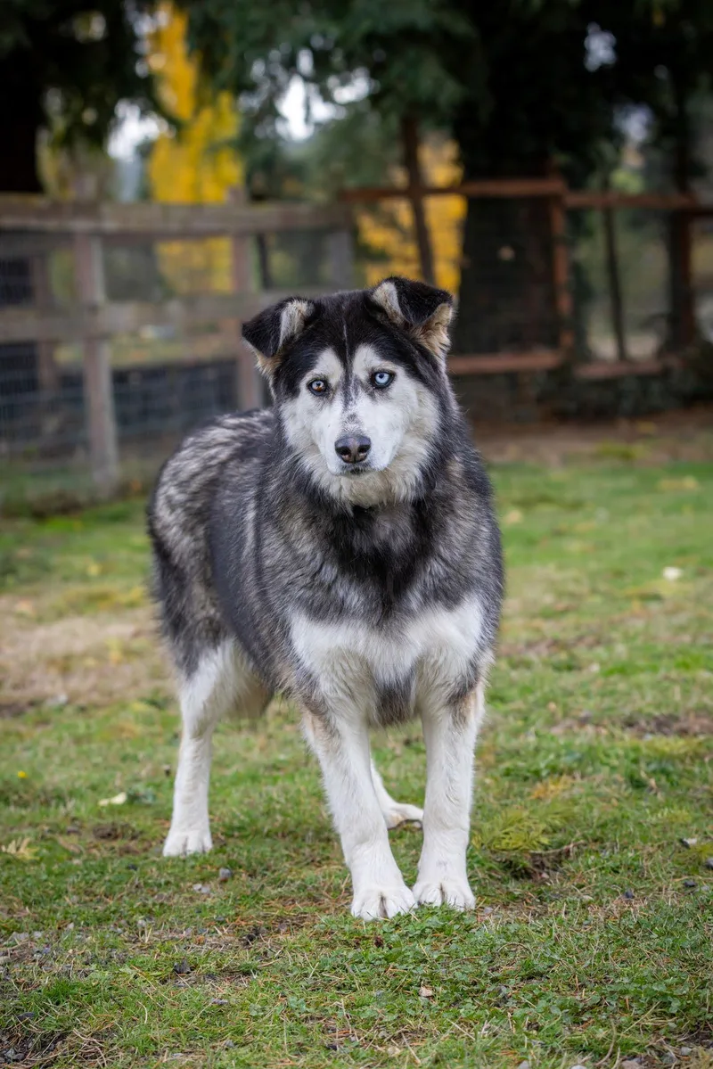 Kit Bellew thumbnail 3