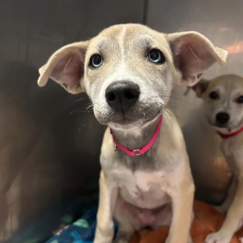 A baby small-sized female Yellow / Tan / Blond / Fawn Mixed Breed dog named Ygritte for adoption in West Olive, MI