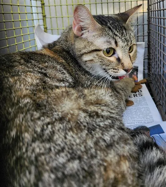 A young medium-sized female Domestic Short Hair cat named Mous for adoption in San Antonio, TX