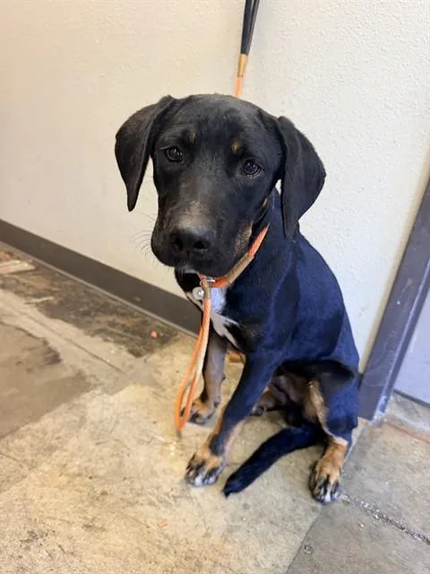 A baby medium-sized male Labrador Retriever dog named Louis for adoption in Ontario, CA