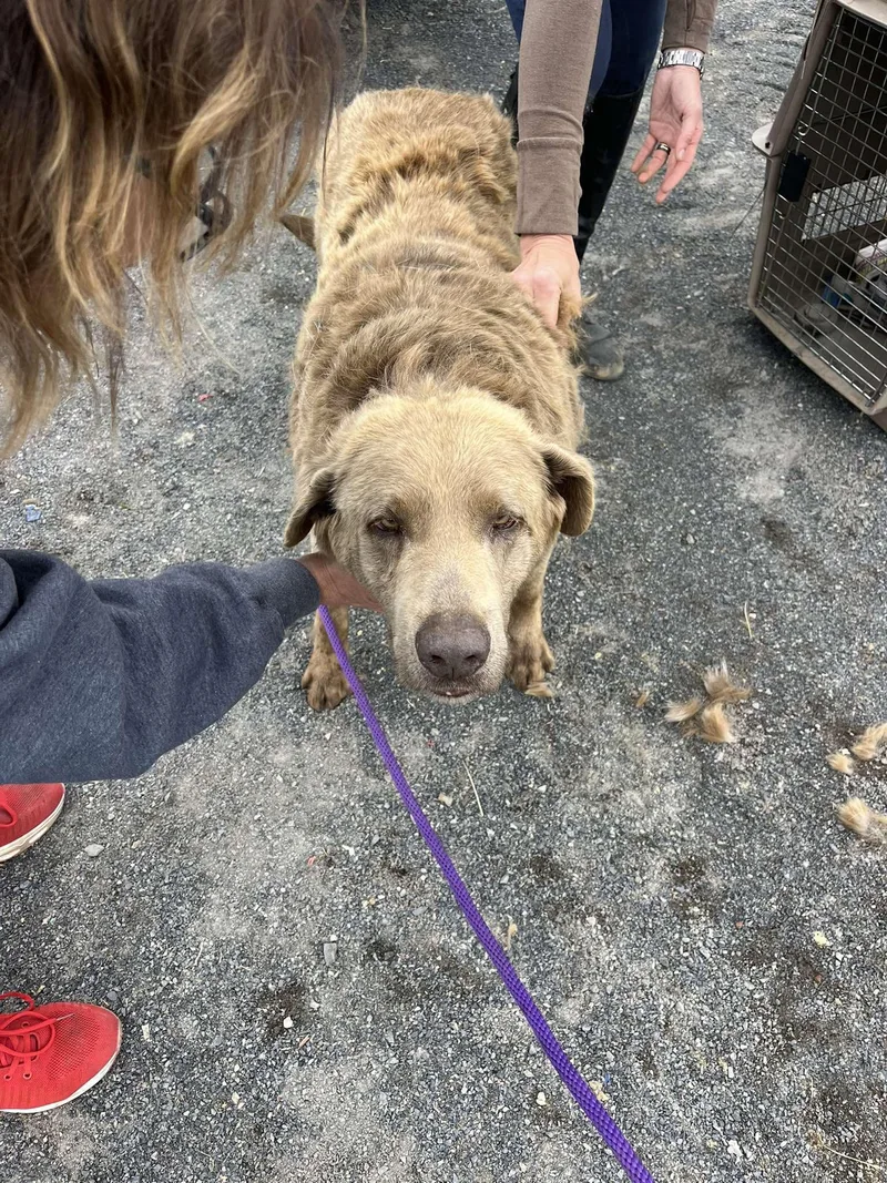 An adult large-sized male Labrador Retriever dog named Huey for adoption in Havertown, PA