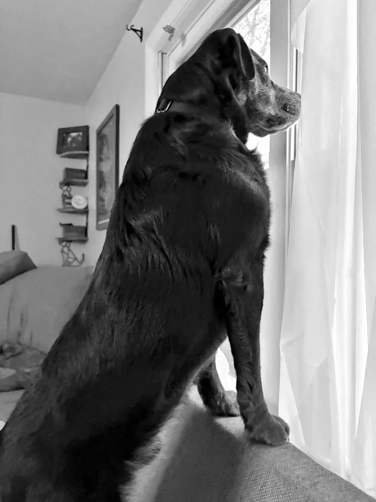 Jenkins  Local thumbnail 2