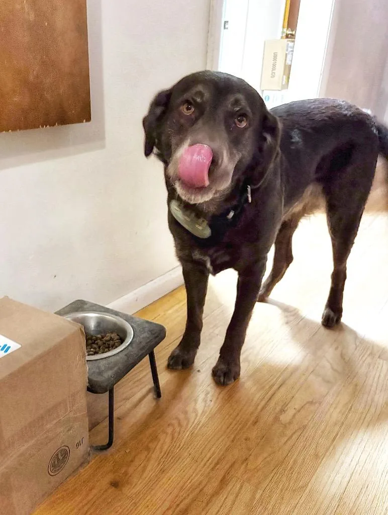 Jenkins  Local thumbnail 3