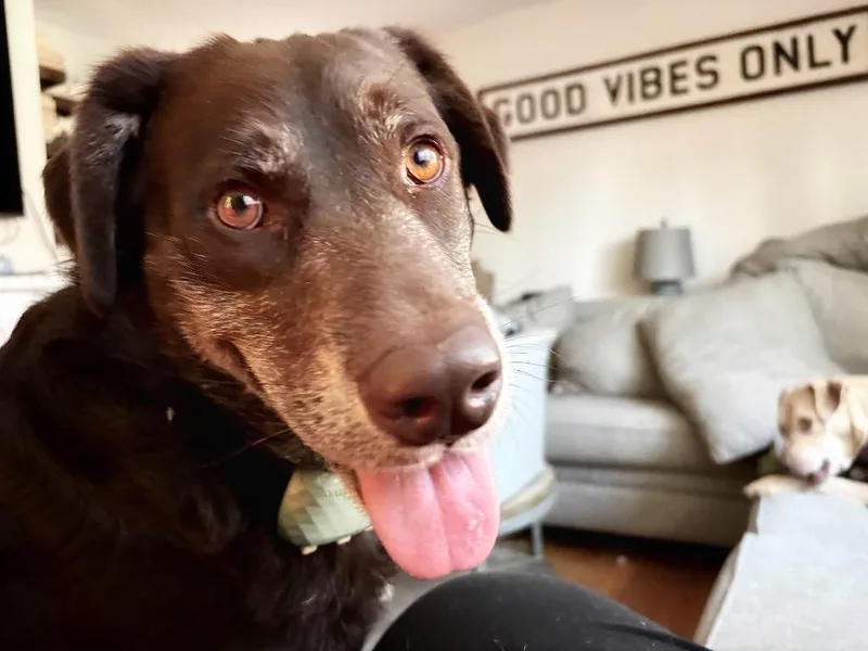 Jenkins  Local thumbnail 5