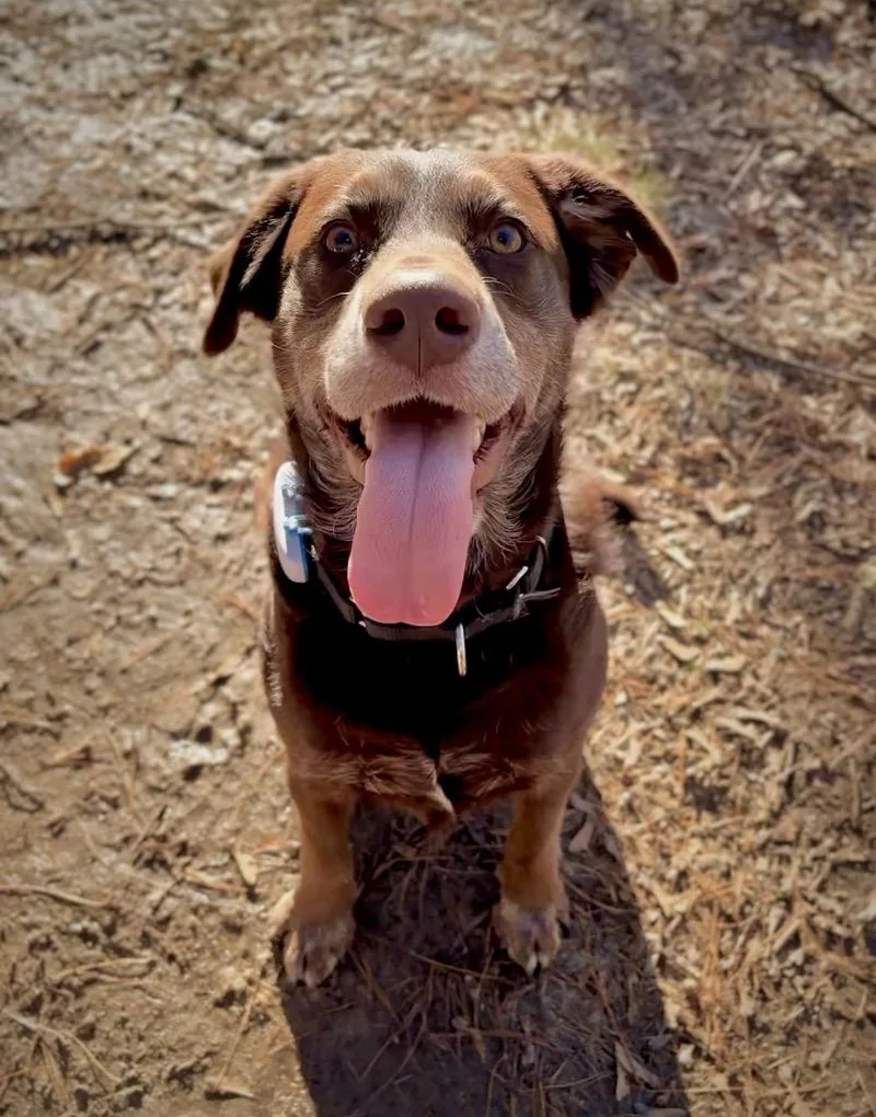 Jenkins  Local thumbnail 6