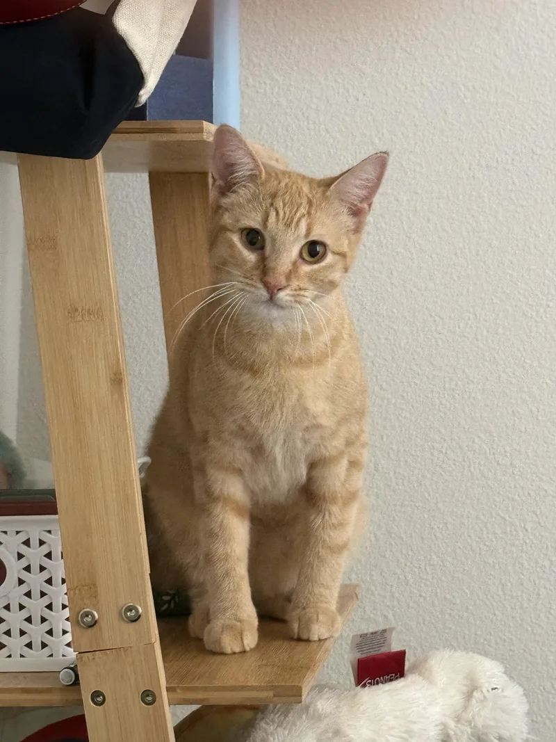 A young medium-sized female Orange & White Domestic Short Hair cat named Rose Landry for adoption in Pearland, TX
