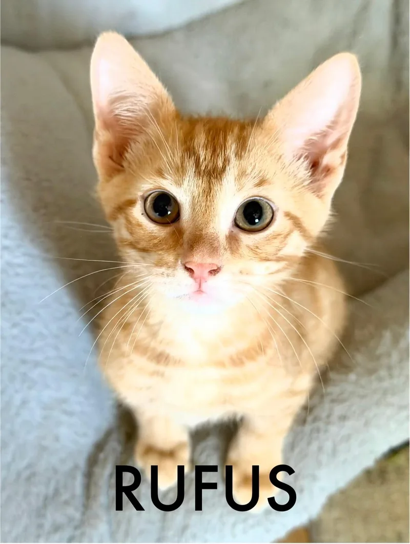 A baby large-sized male Tabby (Orange / Red) Domestic Medium Hair cat named Rufus for adoption in Collierville, TN