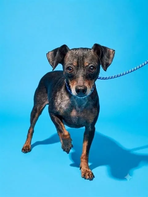 An adult small-sized male Mixed Breed dog named Bud Bud for adoption in Jacksonville, FL