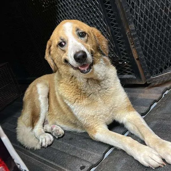 A senior large-sized female Yellow / Tan / Blond / Fawn Mixed Breed dog named Margery for adoption in Gadsden, AL