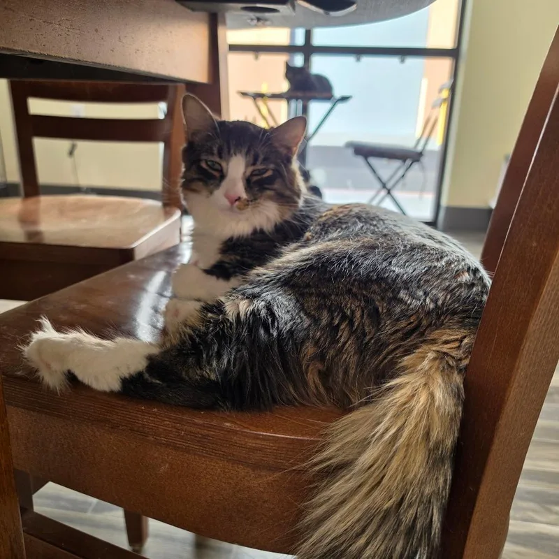 A young small-sized male Brown / Chocolate Domestic Long Hair cat named Lincoln for adoption in Las Vegas, NV