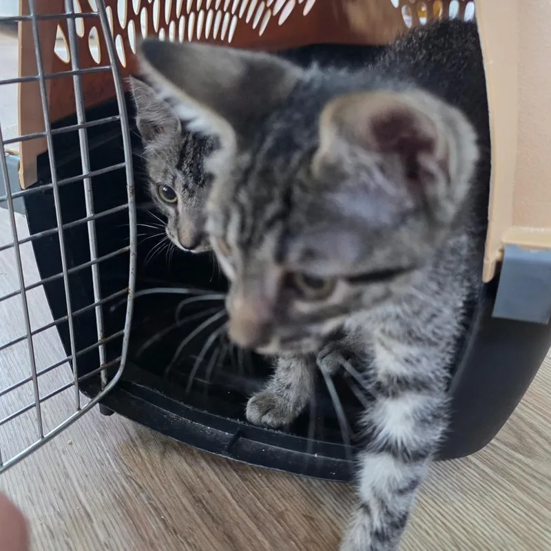 A baby small-sized male Gray / Blue / Silver Domestic Short Hair cat named Shaggy for adoption in Chapel Hill, NC