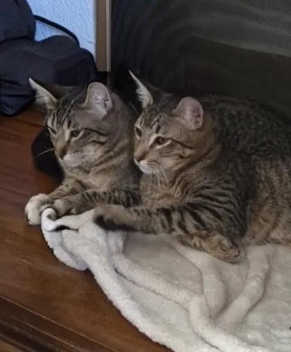 A young medium-sized male Domestic Short Hair cat named Lemon and Kiwi for adoption in Reno, NV
