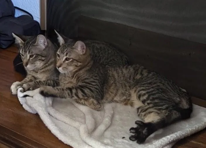 Lemon and Kiwi thumbnail 2