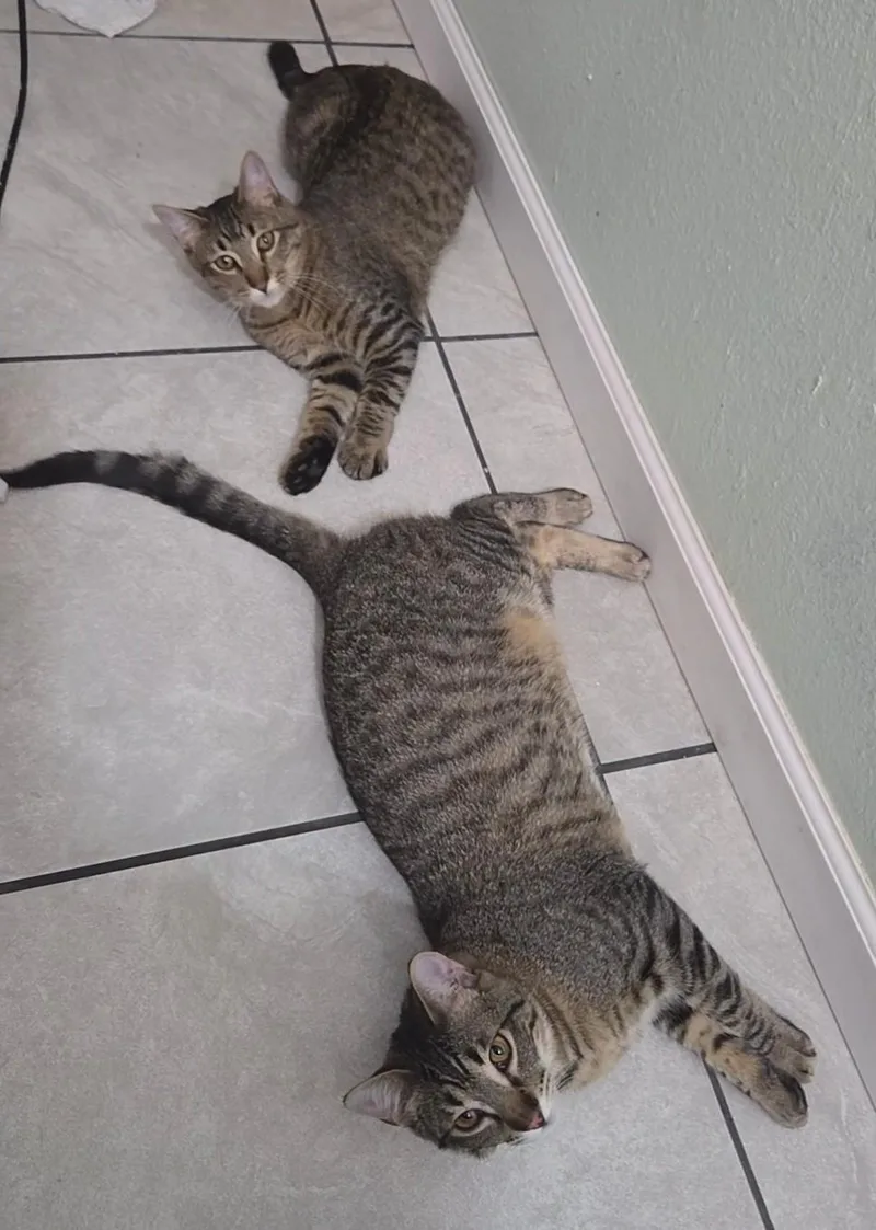 Lemon and Kiwi thumbnail 3
