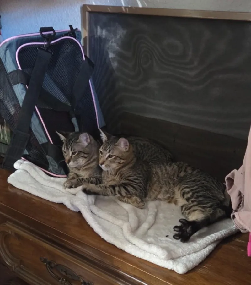 Lemon and Kiwi thumbnail 4