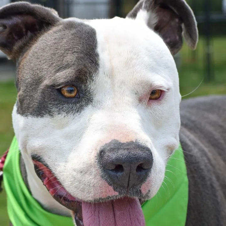 An adult medium-sized male Gray / Blue / Silver American Bully dog named Stormy for adoption in Bethesda, MD
