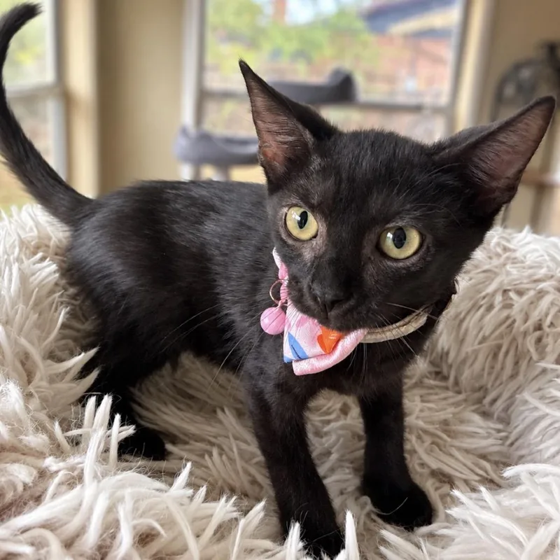 A baby small-sized female Black Domestic Short Hair cat named Lady in Waiting for adoption in Boerne, TX