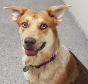 A young medium-sized male Mixed Breed dog named Turbo for adoption in Green Valley, AZ
