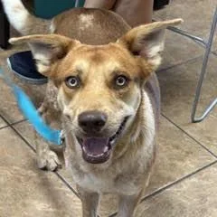 Turbo thumbnail 6