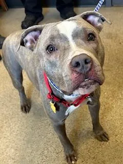 A baby medium-sized female Brown / Chocolate Pit Bull Terrier dog named Flower for adoption in Cleveland, OH