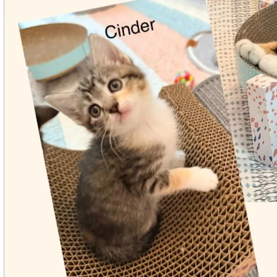 Cinder