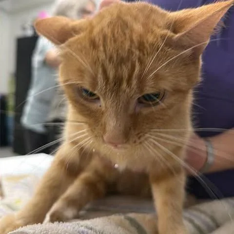 Pixie Pawn thumbnail 2