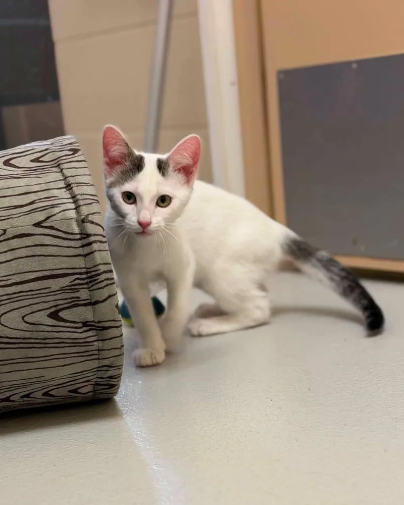 A young medium-sized female White Domestic Short Hair cat named Dixie for adoption in Fremont, MI