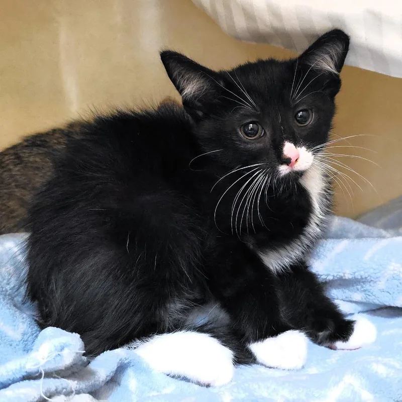 A baby small-sized male Black Domestic Short Hair cat named Splotch for adoption in Michigan City, IN