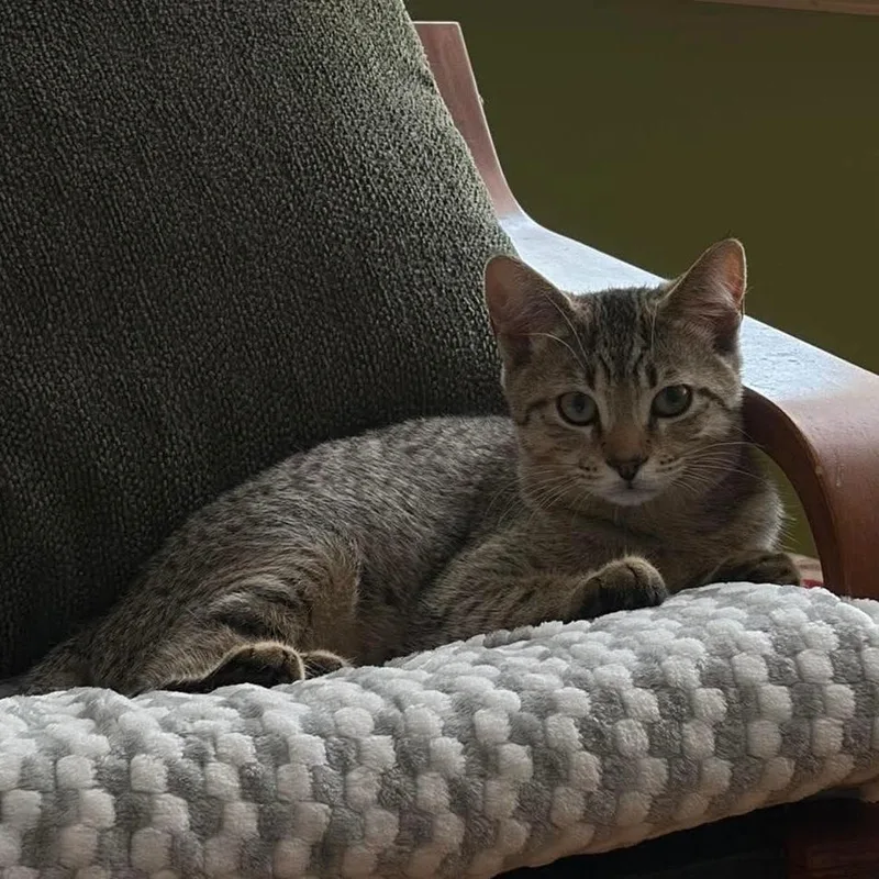 A baby small-sized male Domestic Short Hair cat named Anchovy for adoption in Chicago, IL