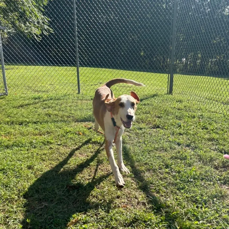 Jet