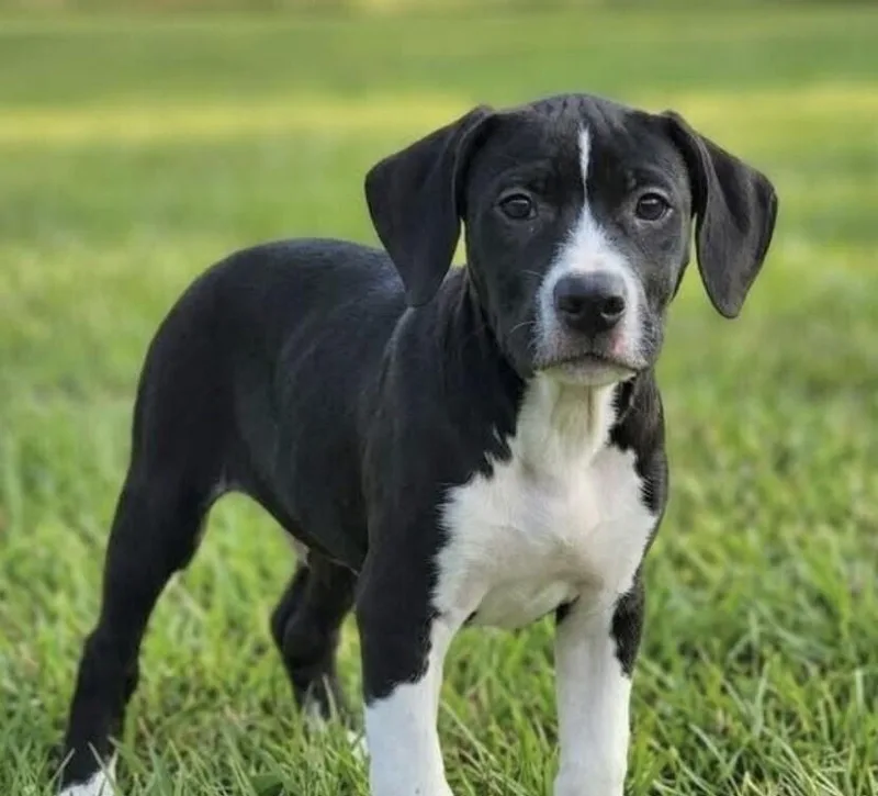 Pup Lemon