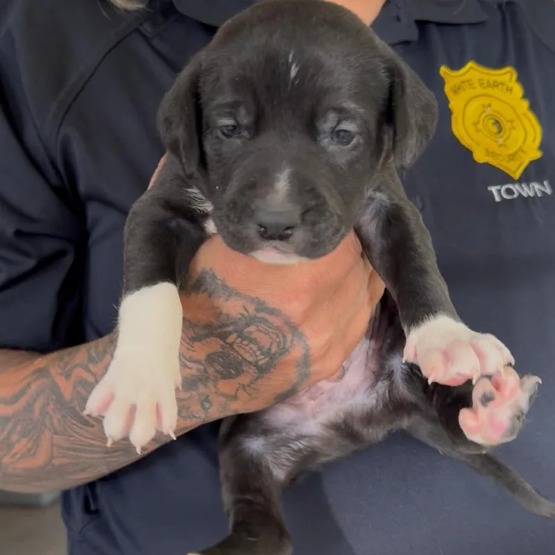 A baby small-sized male Black Pit Bull Terrier dog named Doode for adoption in Detroit Lakes, MN