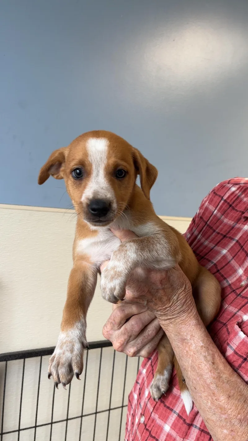 A baby medium-sized female Brown / Chocolate Beagle dog named Xandra for adoption in Maynardville, TN