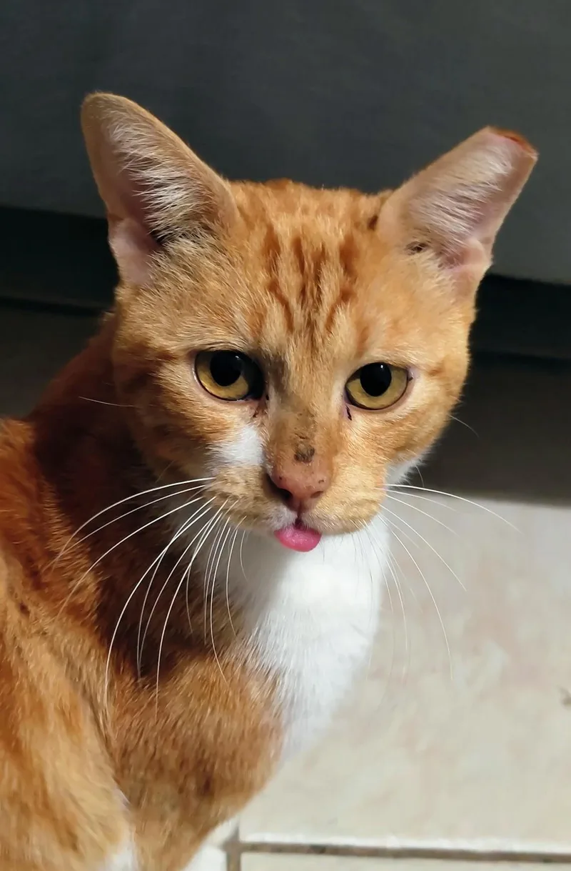 Arnie thumbnail 3