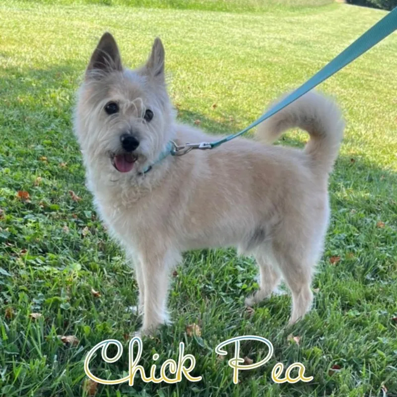 A senior small-sized male Cairn Terrier dog named Chick Pea for adoption in Hillsboro, OH