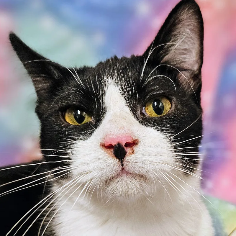 An adult small-sized male Black & White / Tuxedo Domestic Short Hair cat named Andy  Rancho Cucamonga for adoption in Yorba Linda, CA