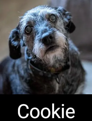 A senior medium-sized female Gray / Blue / Silver Terrier dog named Cookie for adoption in Lafayette, CA